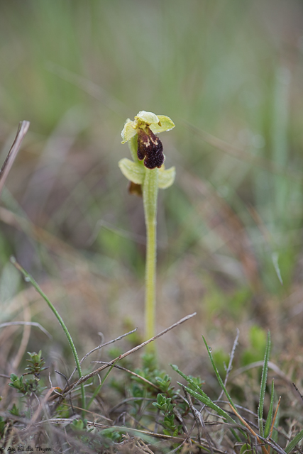  Ophrys de Gascogne 