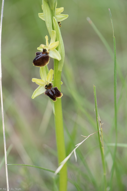  Ophrys araignée 