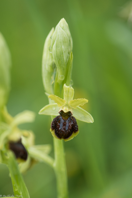  Ophrys araignée 