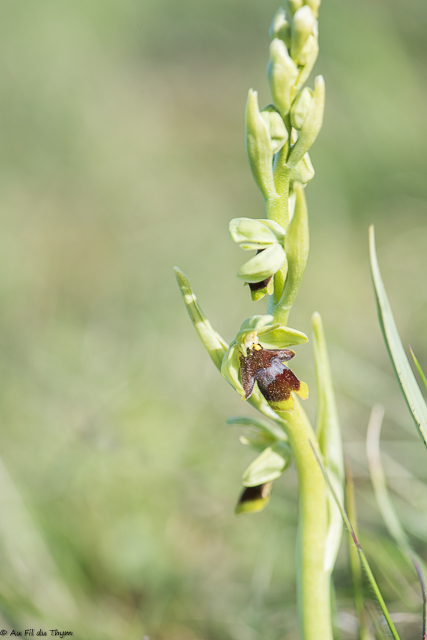  Ophrys aymoninii 