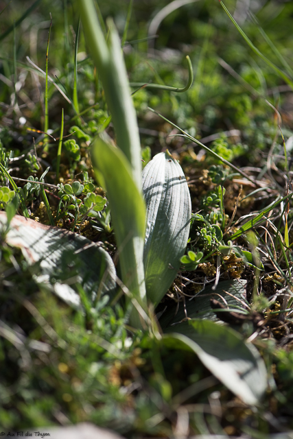  Ophrys aymoninii 