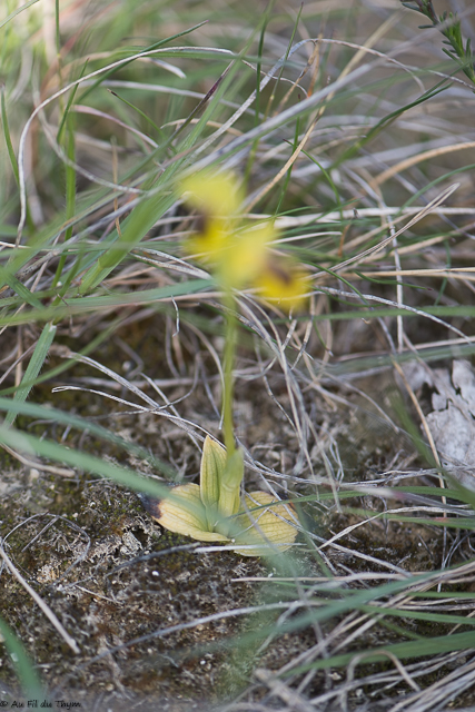  Ophrys jaune