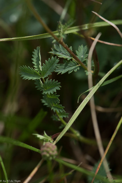  (Petite) Pimprenelle 