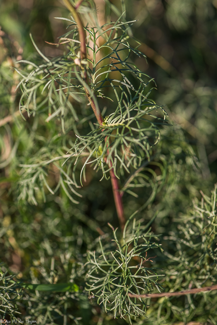  Sénéçon à feuilles d'adonis