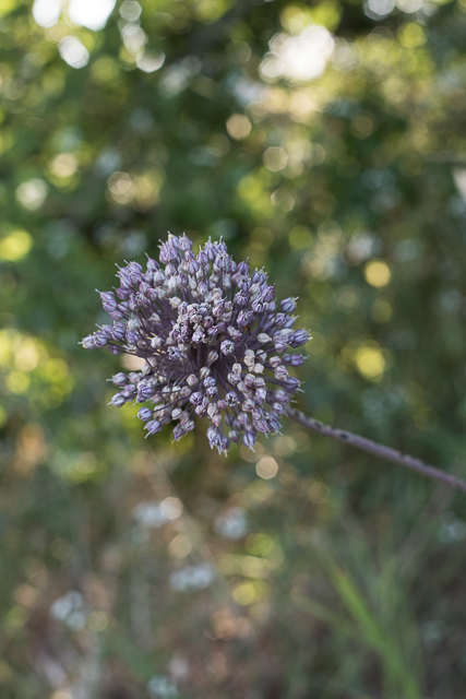  Ail poireaux 