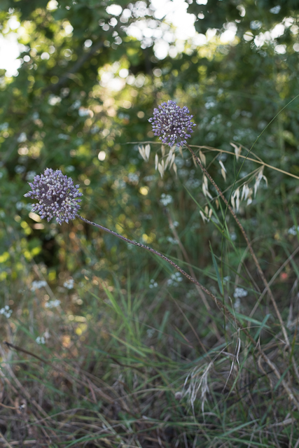  Ail poireaux 