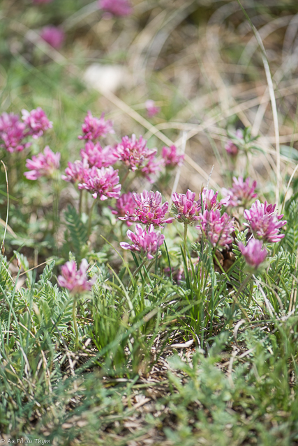  Anthyllide des montagnes 