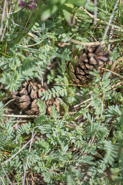  Anthyllide des montagnes 