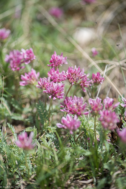  Anthyllide des montagnes 