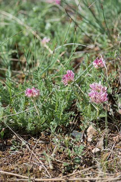  Anthyllide des montagnes 