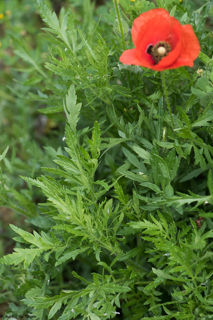  Coquelicot 