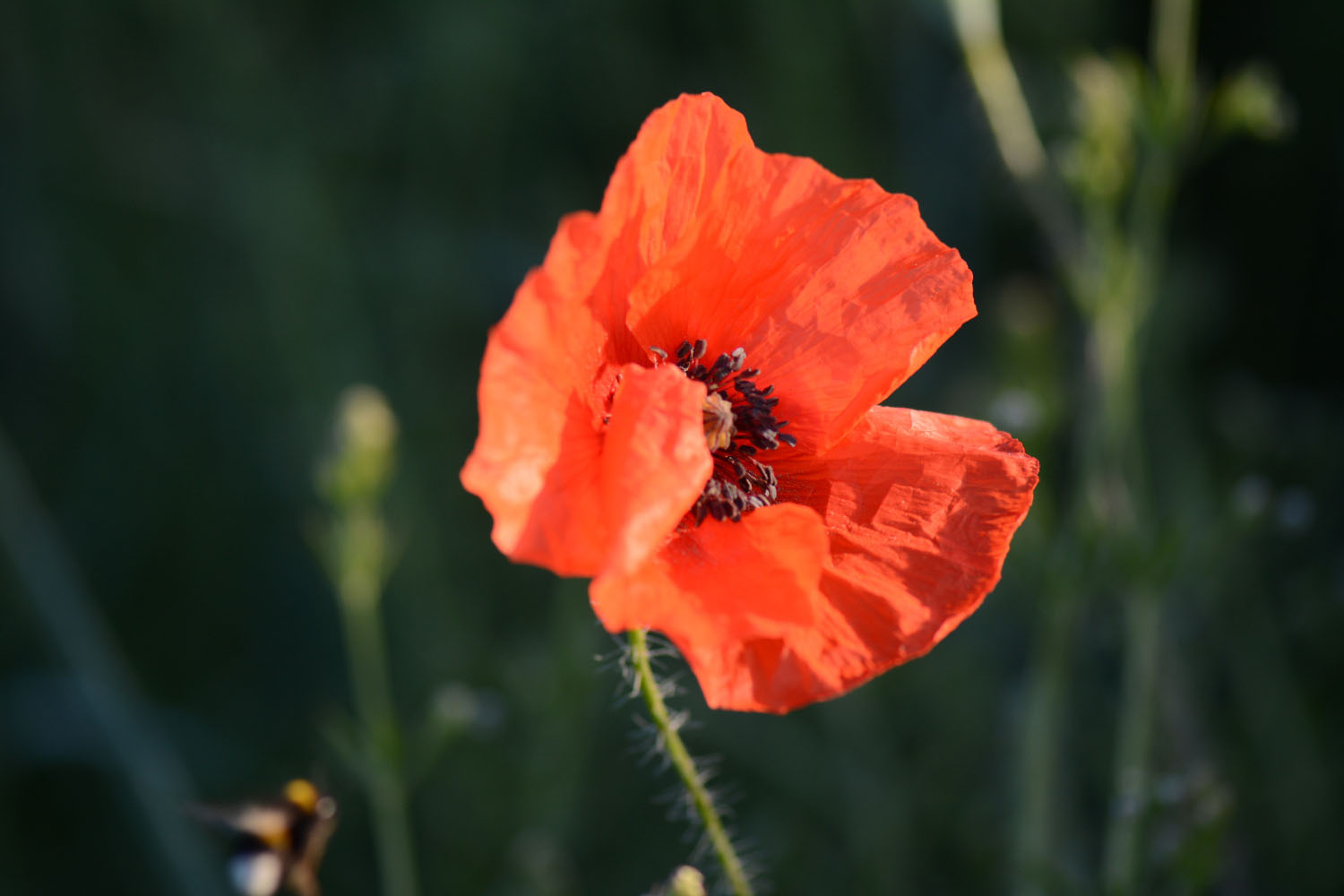  Coquelicot 