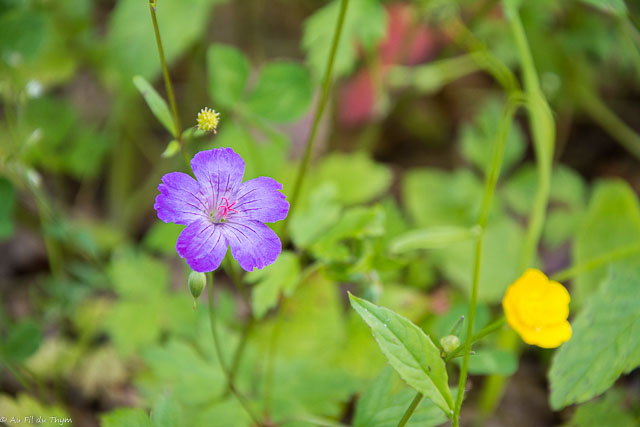  Géranium des bois 