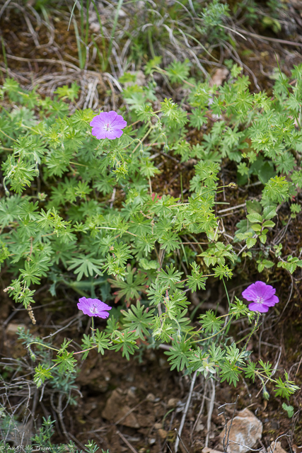  Géranium sanguin 