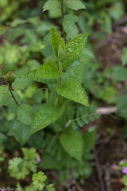  Mélitte à feuilles de mélisse 