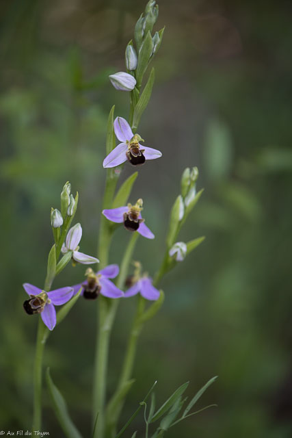  Ophrys abeille 