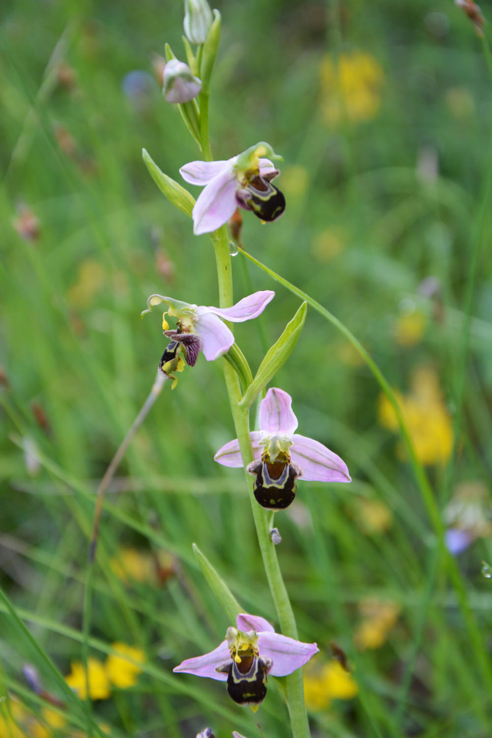  Ophrys abeille 