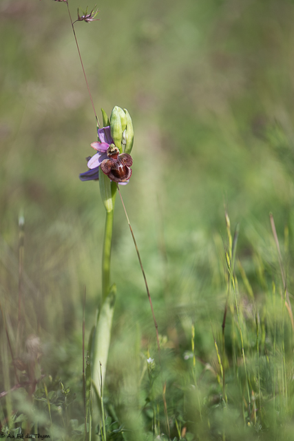  Ophrys de l'Aveyron 