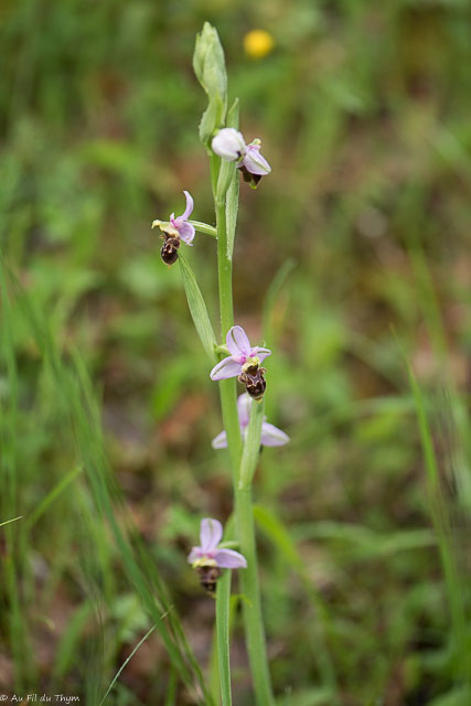  Ophrys Bécasse 