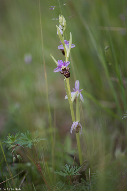  Ophrys Bécasse 