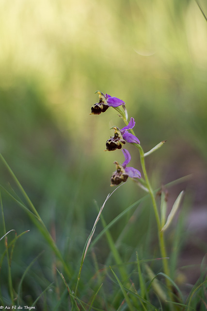  Ophrys Bourdon 