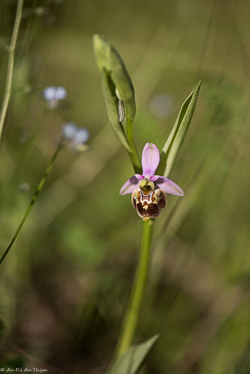 Ophrys Bourdon 