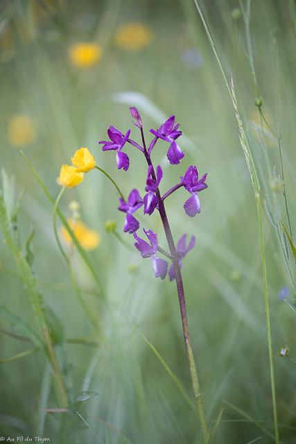  Orchis à fleurs lâches 