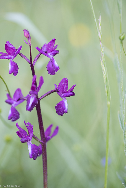  Orchis à fleurs lâches 