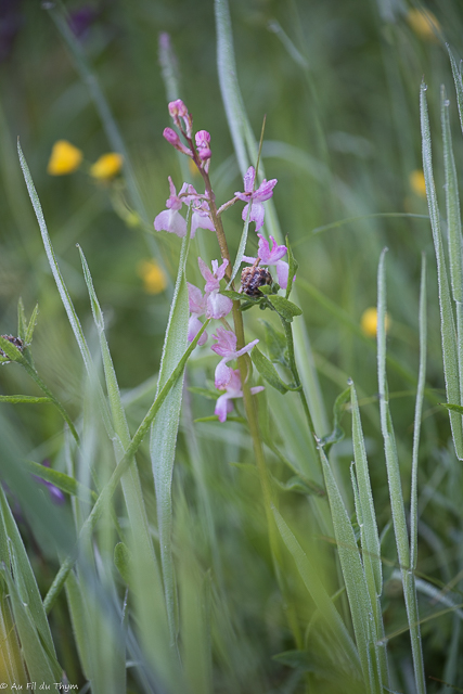  Orchis à fleurs lâches 