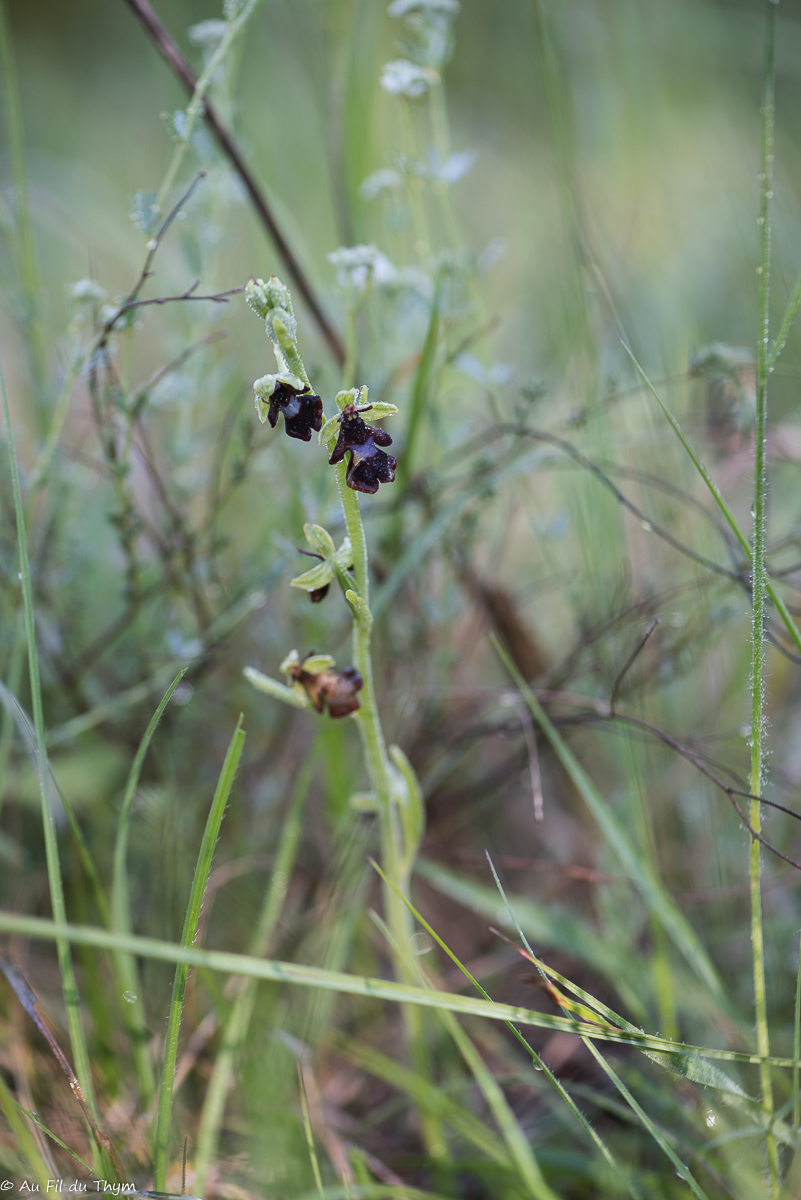  Orchis  insectifera x purpurea (hybride) 