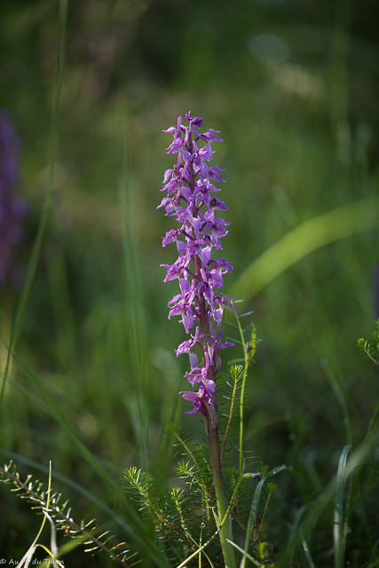  Orchis Mâle 