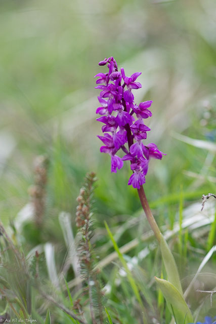  Orchis superbe 