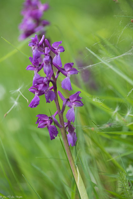  Orchis superbe 