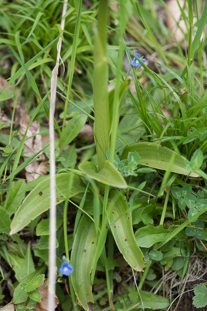  Orchis superbe 