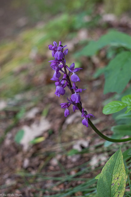  Orchis superbe 