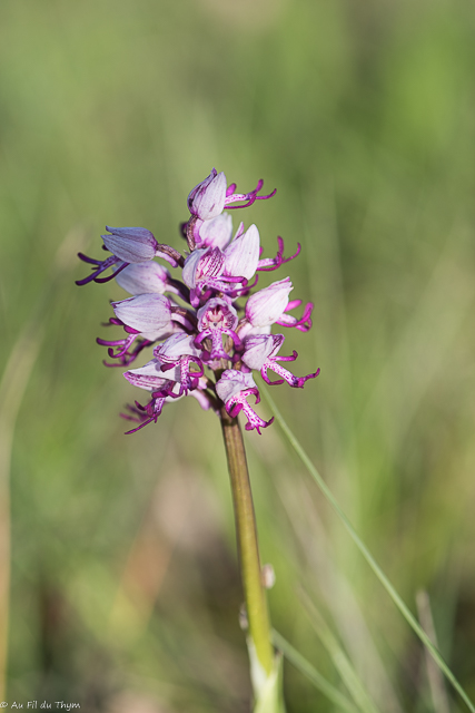  Orchis militaire x Orchis Simia 