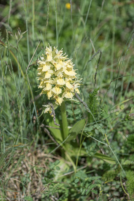  Orchis sureau 