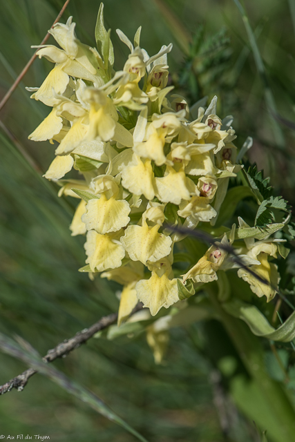  Orchis sureau 