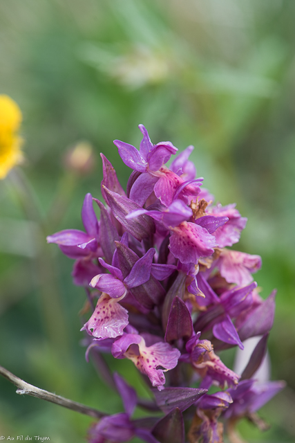  Orchis sureau 