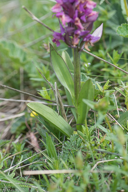  Orchis sureau 