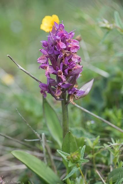  Orchis sureau 