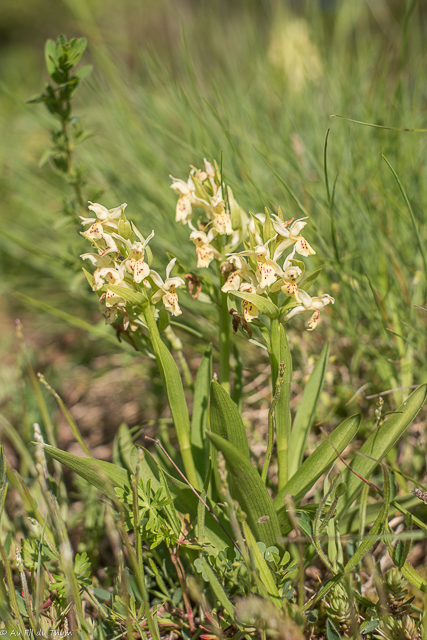  Orchis sureau 