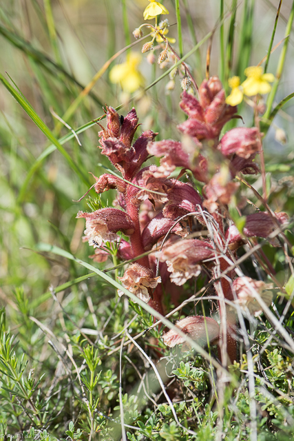  Orobanche Blanche 