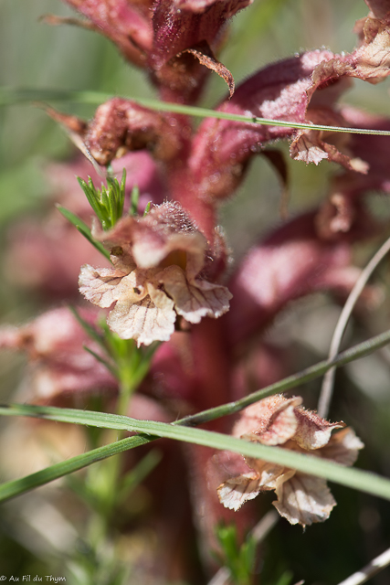  Orobanche Blanche 