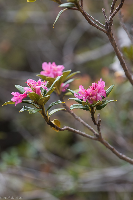  Rhododendron ferrugineux  