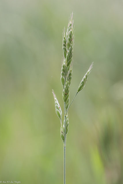  Brome variable 