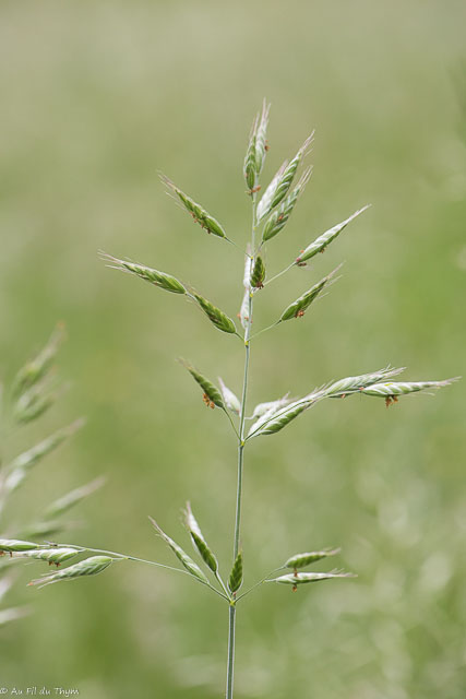  Brome variable 