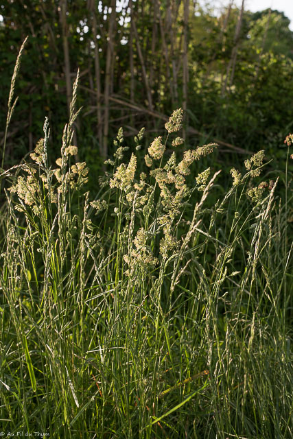  Dactyle aggloméré  