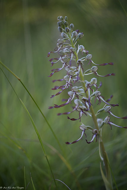  Orchis bouc 