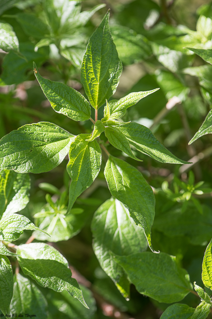  Pariétaire officinale